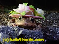 /home//u458753944/public_html/sourcegallery////////Roxborough Toad Detour/2021/2021-03-26/P3260027.JPG